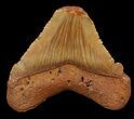 Chubutensis Tooth From NC - Megalodon Ancestor #43080-1